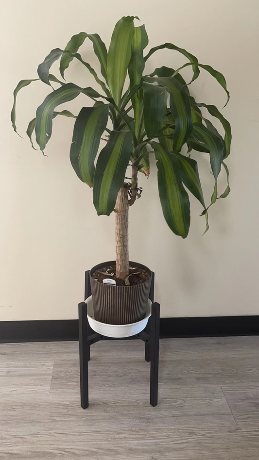 Brand new, plant stand, Floor type flower tray holder, Tray holder, Two Using ways (black)