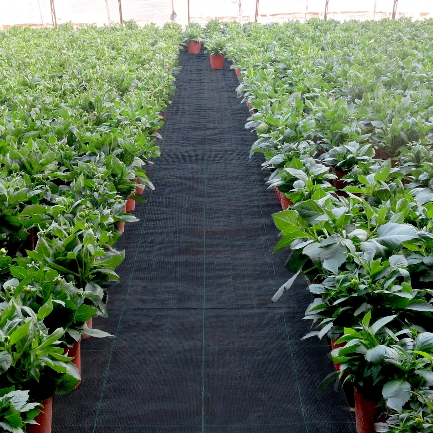 VEVOR 3FTx50FT Premium Weed Barrier Fabric Heavy Duty 5OZ, Woven Weed Control Fabric,-$25