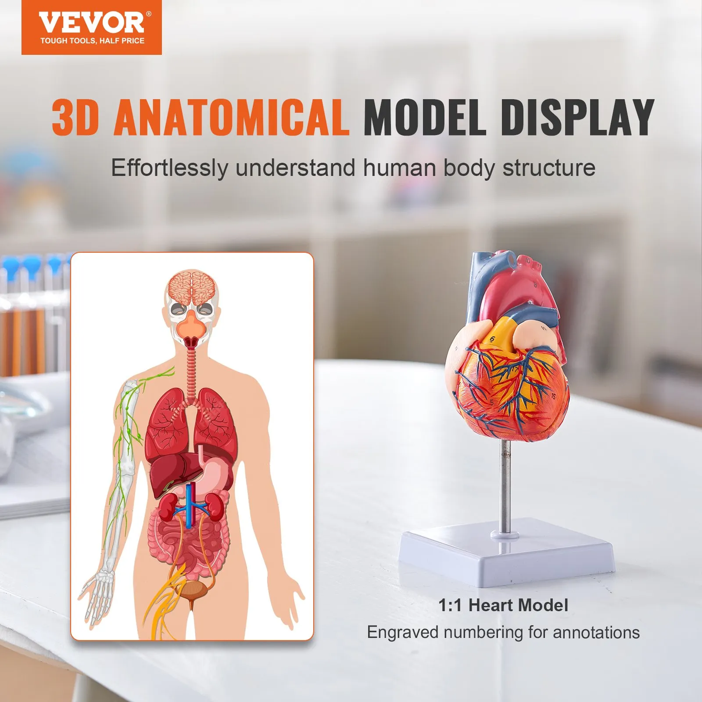 VEVOR Human Heart Model, 2-Part 1:1 Life Size, Anatomically Accurate Numbered Anatomical,-$20