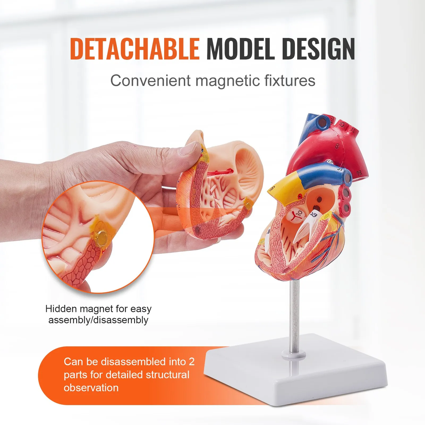 VEVOR Human Heart Model, 2-Part 1:1 Life Size, Anatomically Accurate Numbered Anatomical,-$20