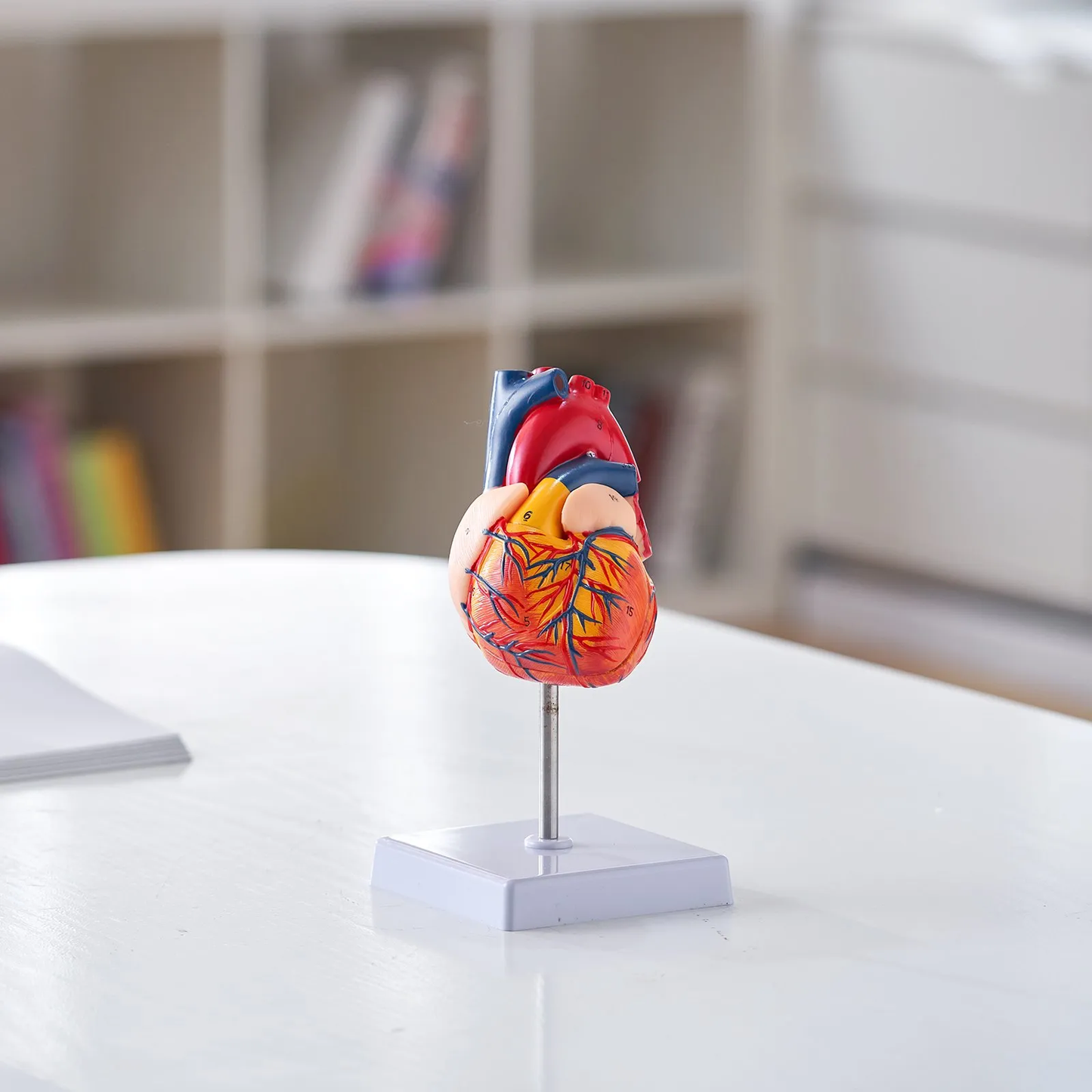 VEVOR Human Heart Model, 2-Part 1:1 Life Size, Anatomically Accurate Numbered Anatomical,-$20