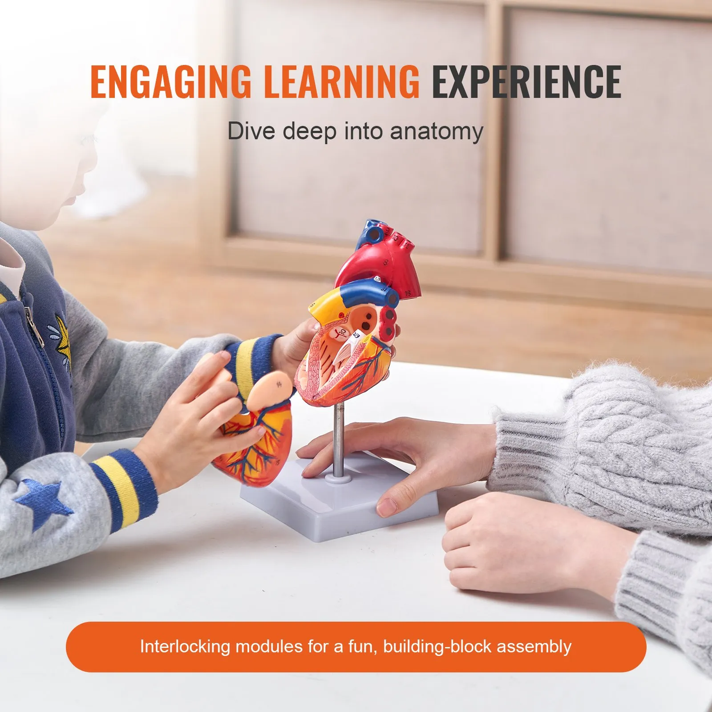 VEVOR Human Heart Model, 2-Part 1:1 Life Size, Anatomically Accurate Numbered Anatomical,-$20