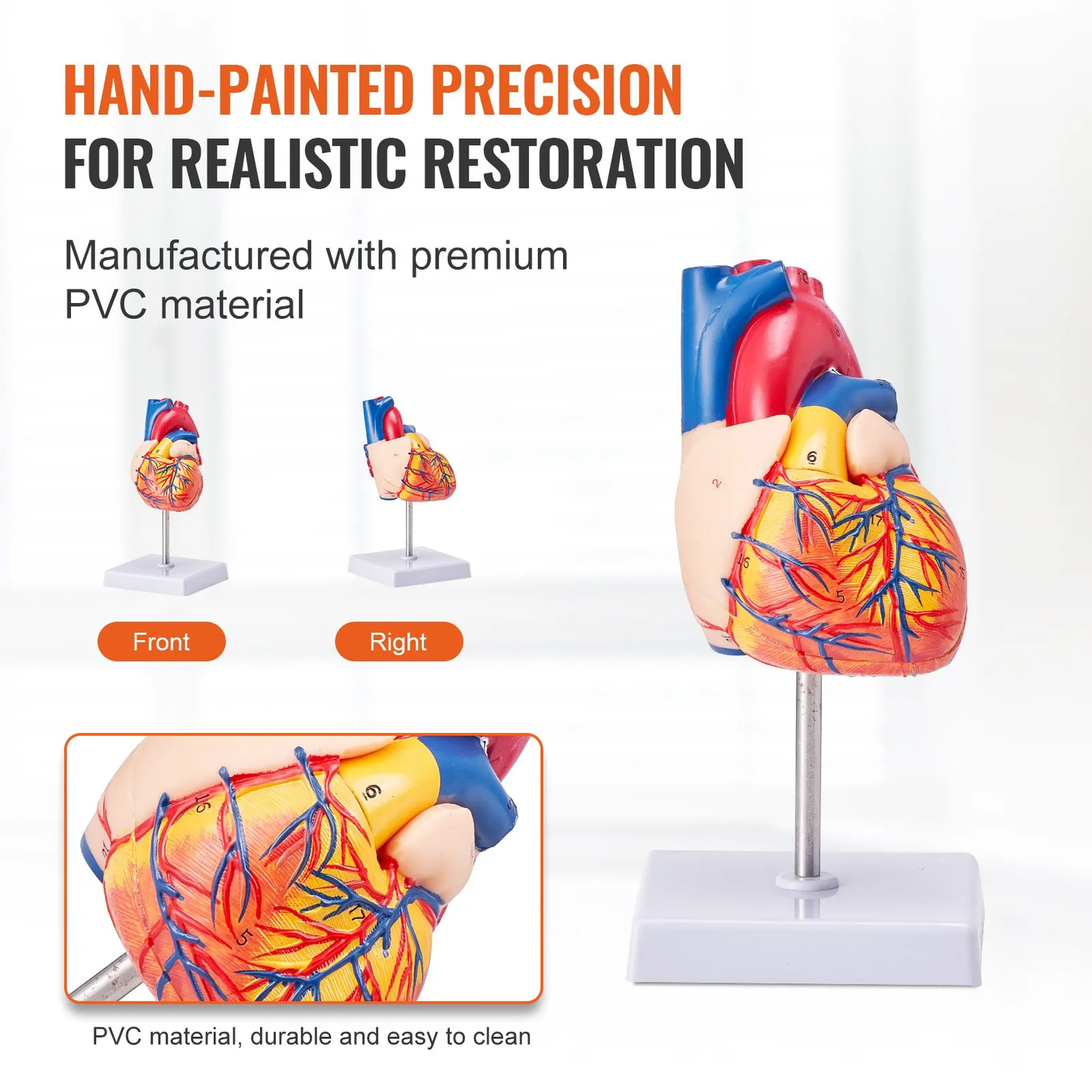 VEVOR Human Heart Model, 2-Part 1:1 Life Size, Anatomically Accurate Numbered Anatomical,-$20