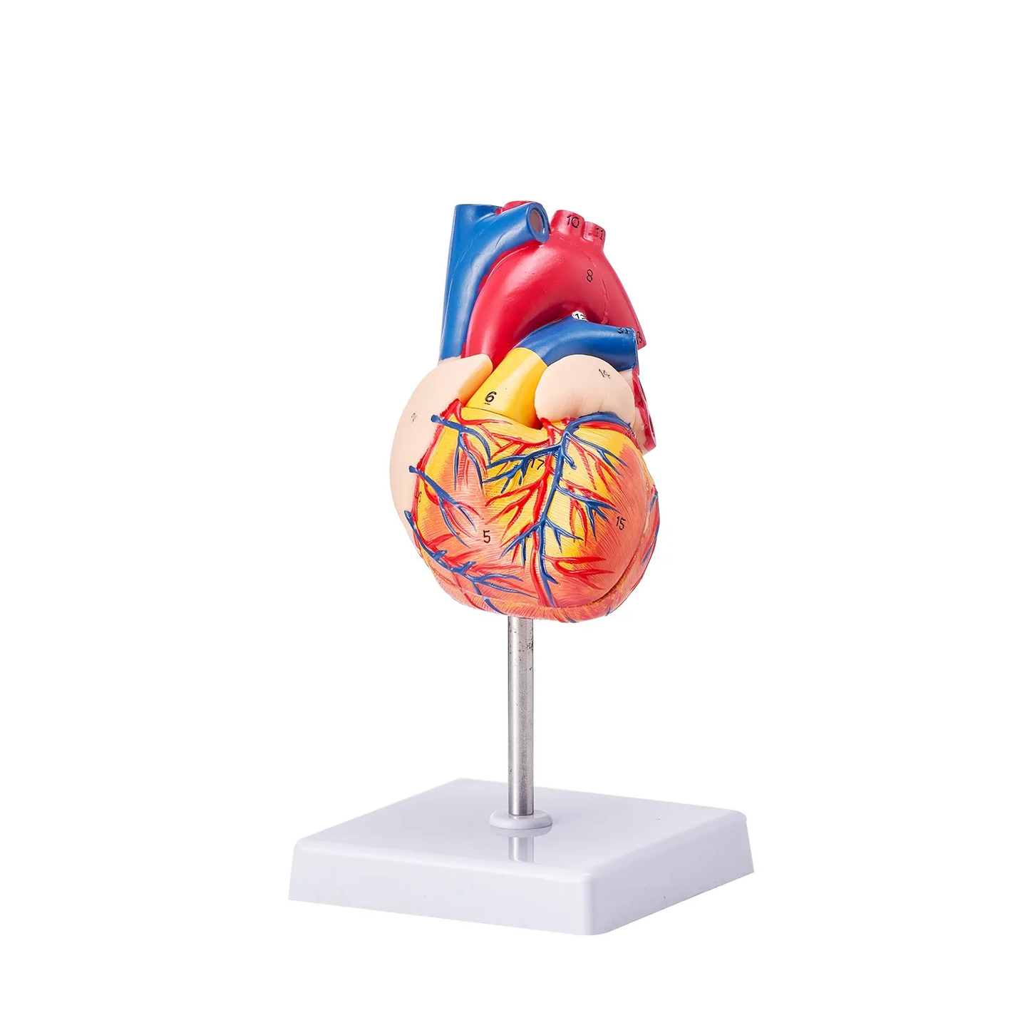 VEVOR Human Heart Model, 2-Part 1:1 Life Size, Anatomically Accurate Numbered Anatomical,-$20