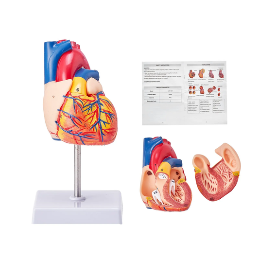 VEVOR Human Heart Model, 2-Part 1:1 Life Size, Anatomically Accurate Numbered Anatomical,-$20