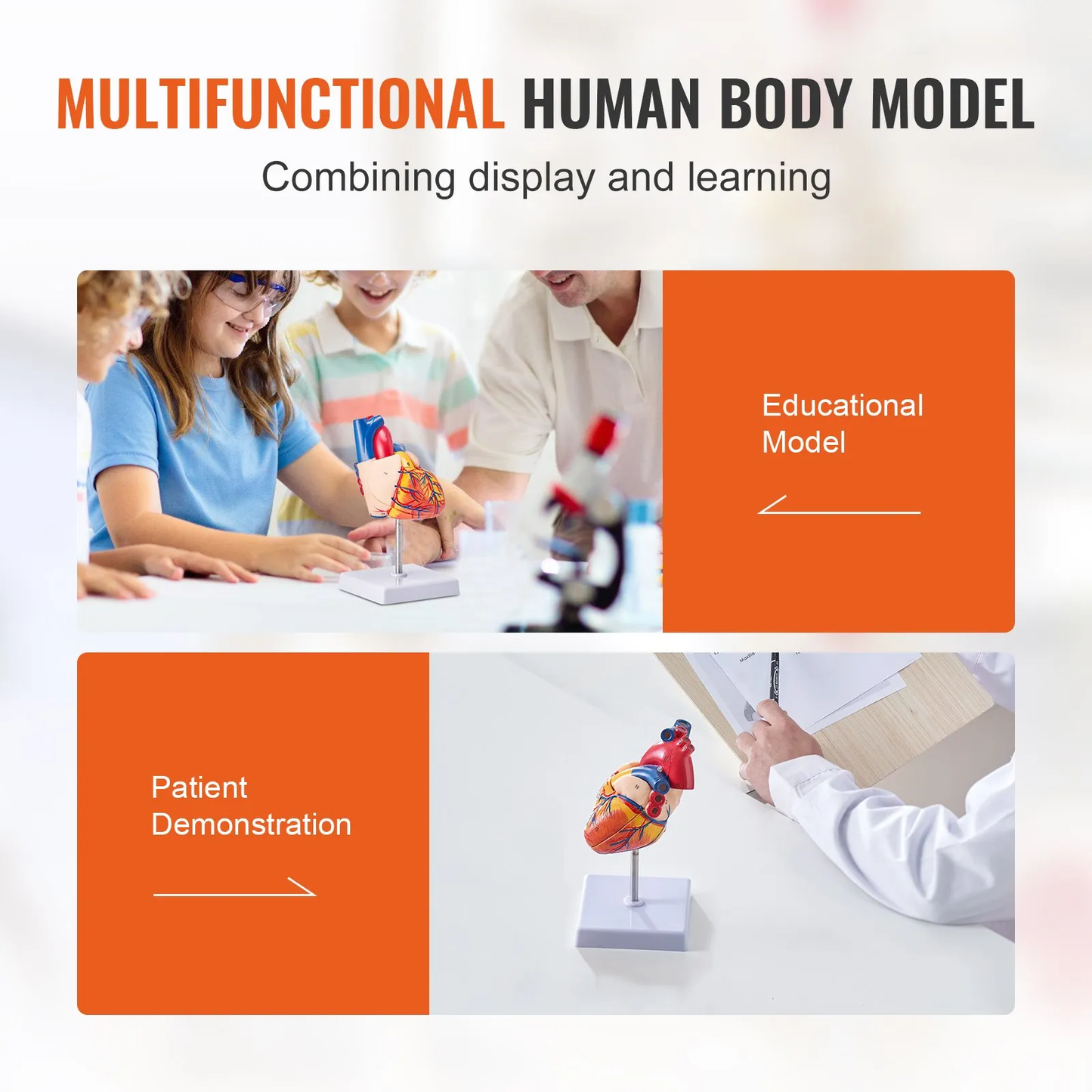 VEVOR Human Heart Model, 2-Part 1:1 Life Size, Anatomically Accurate Numbered Anatomical,-$20